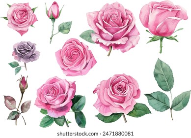 watercolor pink rose flower set bouquet for valentines day