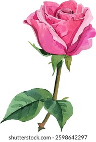 watercolor pink rose illustration art	