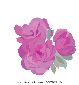 Watercolor Pink Roses bouquet isolated Vector
