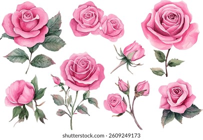 Watercolor pink roses flower, Pink roses watercolor,