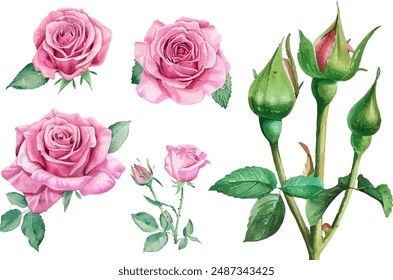 Watercolor pink roses flower, Pink roses watercolor, Watercolor pink roses illustration