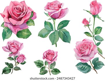 Watercolor pink roses flower, Pink roses watercolor, Watercolor pink roses illustration