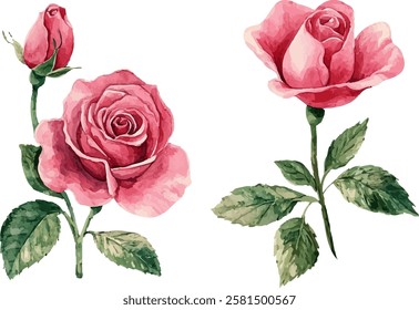 Watercolor pink roses flower, Pink roses watercolor, Watercolor pink roses illustration