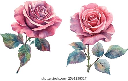 watercolor pink roses flowers clipart