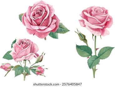 watercolor pink roses flowers isolated on white