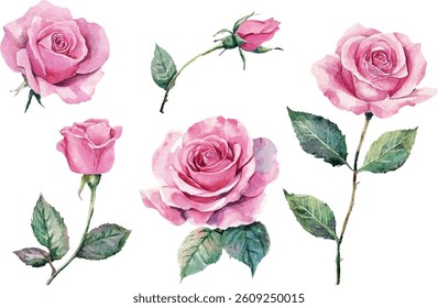 Watercolor pink roses graphic, Pink roses flower clipart	
