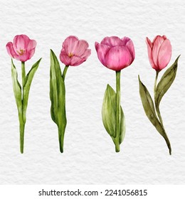 watercolor pink tulip flower element collection set