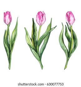 Watercolor pink tulip flower nature set isolated vector