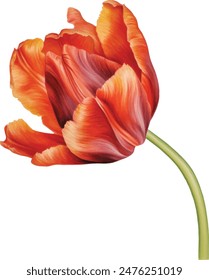 Watercolor pink tulips, spring. Illustration clipart isolated on white background