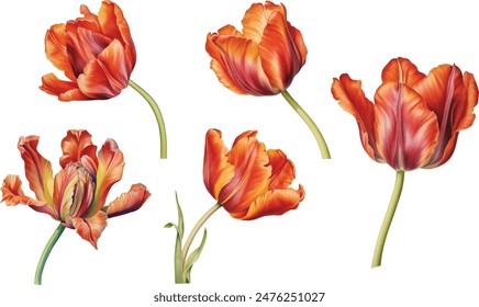 Watercolor pink tulips, spring. Illustration clipart isolated on white background