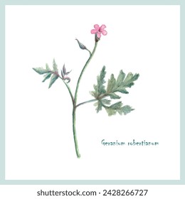 Watercolor plant herb-Robert on white postcard. Botanical illustration vector isolation for web, for print