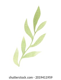 watercolor plant vector illustrations, for wedding invitations and graphic design. isolated hand drawn botanical clip art on white background, summer flowers and leaves decoration