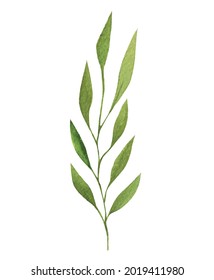 watercolor plant vector illustrations, for wedding invitations and graphic design. isolated hand drawn botanical clip art on white background, summer flowers and leaves decoration