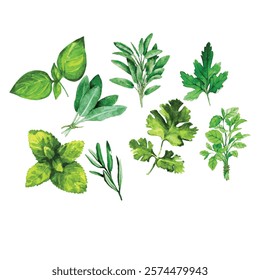 Watercolor plantain herbs vector, Watercolor Herbs Vector Art vector illustration