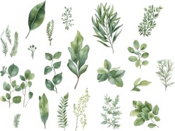 Watercolor Plants Collection On A White Background