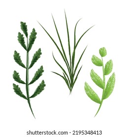 Watercolor plants set aquarelle, trandy botanic elements, Vector drawing watercolor greenery illustration