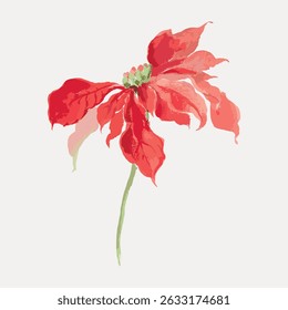 Watercolor poinsettia illustration with red petals. Poinsettia flower in vibrant red. Elegant red poinsettia design with watercolor effect. Botanical art. Vintage art illustration vector.