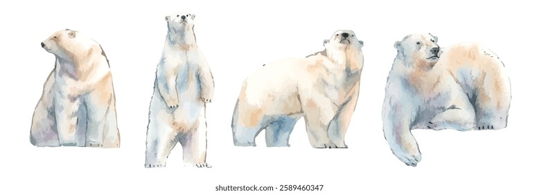 Watercolor polar bears in various poses. Polar bears standing, sitting, and lying down. Gentle polar bear illustrations with soft watercolor textures. Animal illustrations, isolated vector set.