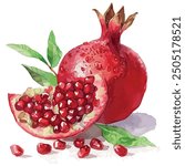 Watercolor of Pomegranate, isolated on a white background, Pomegranate vector