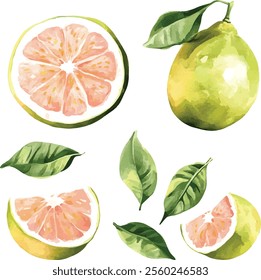 watercolor  Pomelo fruit set, citrus fruit set on white, vector collection