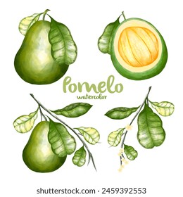 watercolor pomelo fruits isolated on white background. Vector illustration.