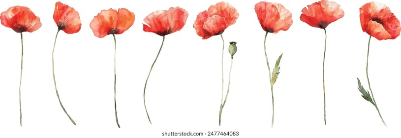 Watercolor poppies and buds on white background