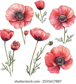 watercolor Poppies flowers set on white, vector set, perfect for invitation wedding card