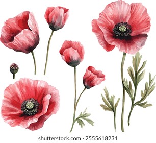 watercolor Poppies flowers set on white, vector set, perfect for invitation wedding card