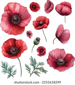 watercolor Poppies flowers set on white, vector set, perfect for invitation wedding card