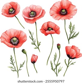 watercolor Poppies flowers set on white, vector set, perfect for invitation wedding card