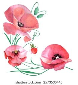 Watercolor poppies, hand drawn floral illustration, wildflowers isolated on white background. Vector illustration in watercolor style.