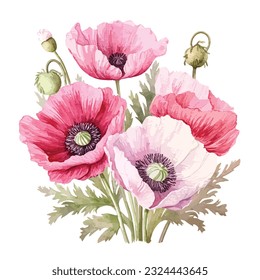 Watercolor poppies set, hand drawn floral illustration, red field flowers isolated on a white background.vector poppies illustration 