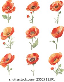 Watercolor poppies set. Hand drawn illustration isolated on white background