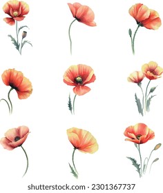 Watercolor poppy set isolated on white background. Hand drawn illustration.