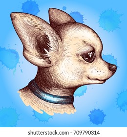 Watercolor portrait head chihuahua dog puppy pet animal sketch vector