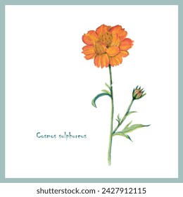 Watercolor postcard Sulfur Cosmos, Yellow Cosmos stock vector illustration