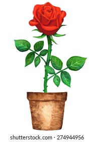 Watercolor potted red rose flower with green leaves in flower pot closeup isolated on white background. Hand painting on paper