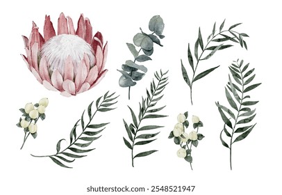 Aquarell-Proteaseblume, Eukalyptus, Hypericum-Beeren und Pfefferbaumblätter Elemente einzeln auf weißem Hintergrund