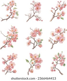 Watercolor Prunus mume set isolated on white background. Vector illustration