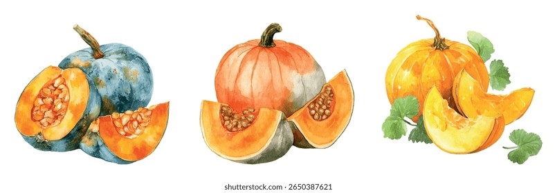 Conjunto de colheita de abóbora aquarela. Aquarela inteira e fatiada ​abóbora ​ sementes e folhas. Colheita de outono. Elementos de outono, Halloween, Ação de Graças, etc. Colheita em fazendas e aldeias.