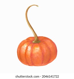 Watercolor pumpkin with a long stem close-up. Hand-drawn. Isolated on a white background. Vector illustration of vegetables.