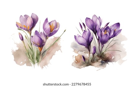 Watercolor Purple Crocus flowers on white backdrop. Isolated hand drawing violet crocuses. Floral illustration bouquet for invitations, cards, greetings with best wishes.