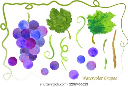 watercolor purple grapes illustration set, vector