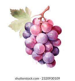 Uvas de color de agua púrpura, ilustración vectorial de uvas en color de agua vintage, uva vectorial, púrpura y rosa, ilustración vectorial
