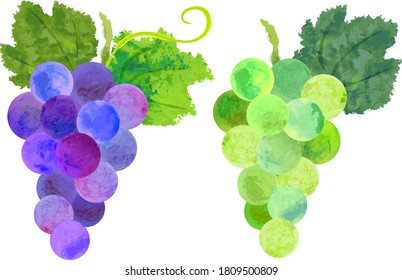 Ilustración de uvas color agua morado y verde