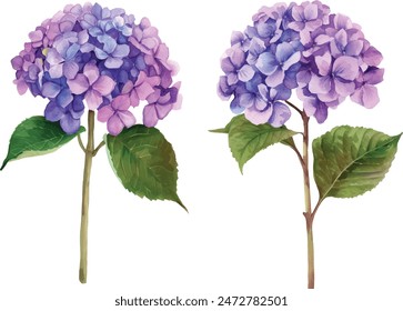 Watercolor purple hydrangea flower on white background