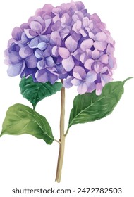 Flor de hortensia púrpura de la acuarela sobre fondo blanco