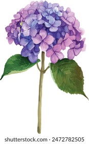 Watercolor purple hydrangea flower on white background