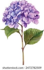 Flor de hortensia púrpura de la acuarela sobre fondo blanco