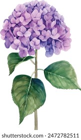 Watercolor purple hydrangea flower on white background